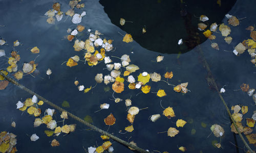 High angle view of leaves floating on water