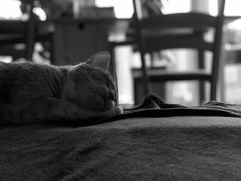 Close-up of cat sleeping on bed