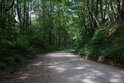 Road amidst trees in forest