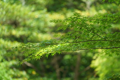 Close-up of fern