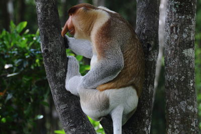 Proboscis monkey on tree