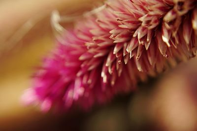 Close-up of pink flower