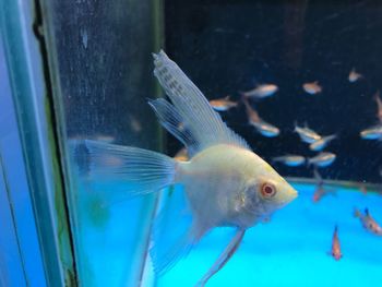 Close-up of fish swimming in aquarium