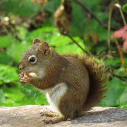 Close-up of squirrel