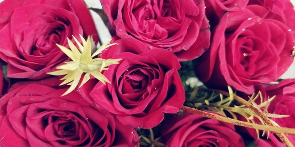Close-up of red roses
