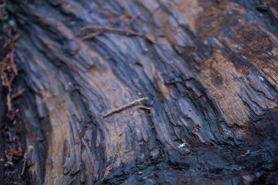 Full frame shot of tree trunk