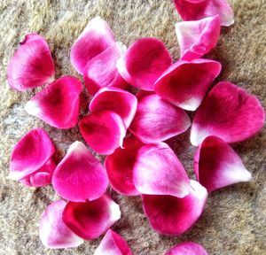 High angle view of pink flowers blooming outdoors