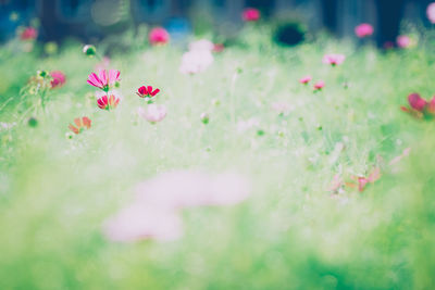 Red poppy flowers blooming in spring