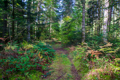 Trees growing in forest