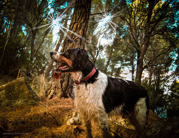 Dog sitting on grass in forest