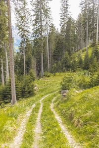 Trees in forest