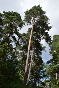 Low angle view of trees in forest against sky