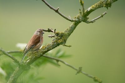 Close-up of bird perching on branch