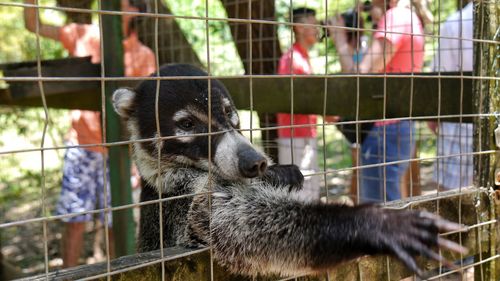 View of coati in cage