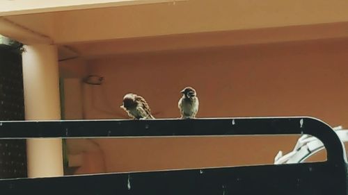 Low angle view of bird perching on cable