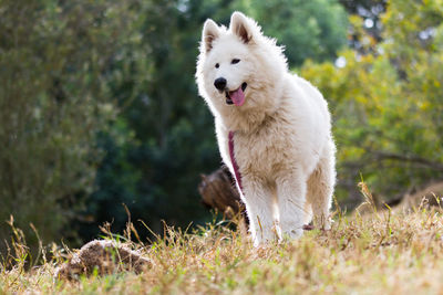 View of white dog on field