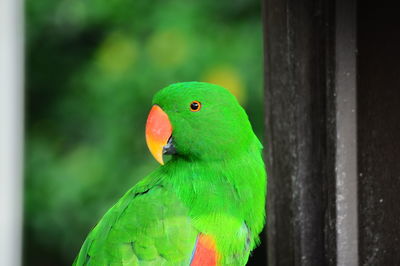 Close-up of parrot perching on leaf