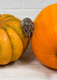 Close-up of pumpkins on table