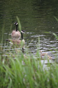 Duck swimming in lake