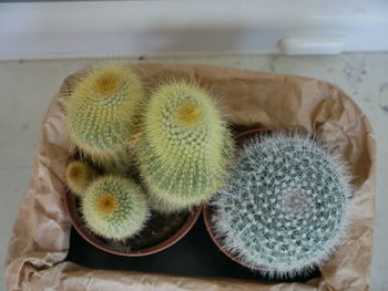 High angle view of succulent plant on table