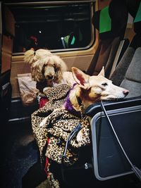 Dog sitting in car