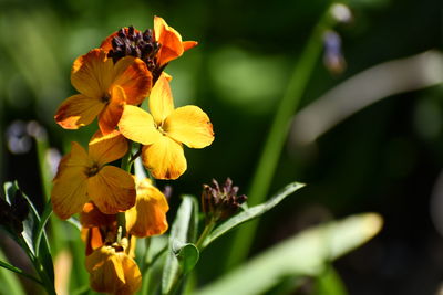 Close-up of yellow flowering plant