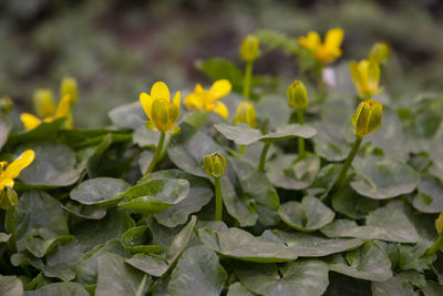 Close-up of yellow flowering plant leaves