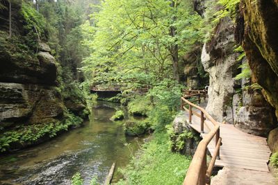 Footbridge over river amidst trees in forest