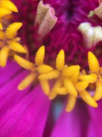 Macro shot of yellow flower