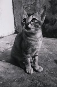 Portrait of cat sitting outdoors