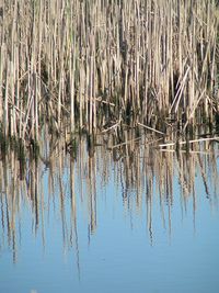 Plants growing in water