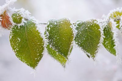 Close-up of frozen leaves during winter