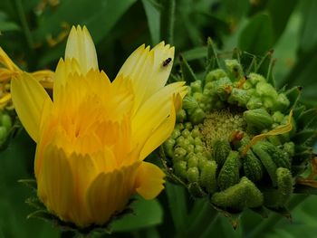 Close-up of yellow flowering calendula armenischen plant