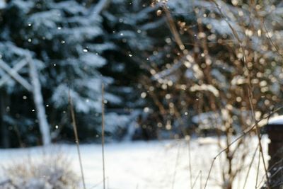 Close-up of snowflakes on frozen tree