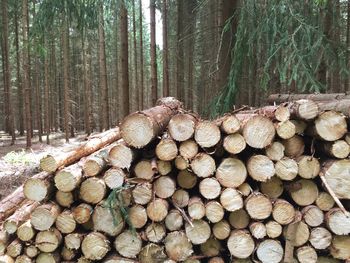 Close-up of logs against trees in the forest
