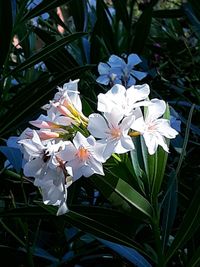 Close-up of white flowering plant