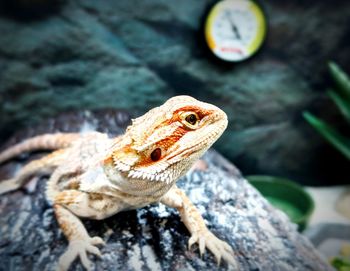 Close-up of lizard on rock