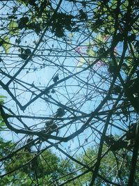 Low angle view of tree