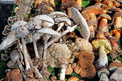 High angle view of mushrooms growing on field