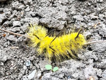 Close-up of insect perching on rock