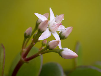 Close-up of pink flowering plant