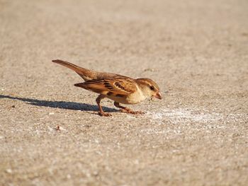 Close-up of bird perching on ground