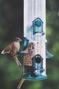 Close-up of bird perching on feeder