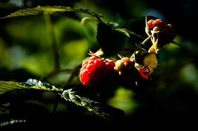 Close-up of red leaves