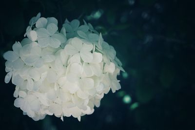 Close-up of hydrangea blooming outdoors at night