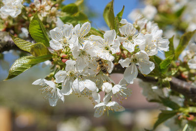 Close-up of bee on white cherry blossom