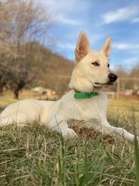 White puppy