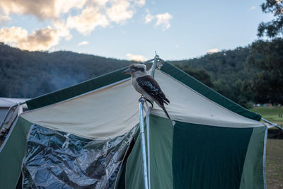 Close-up of horse hanging from boat against sky