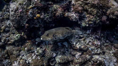 Fish swimming in sea
