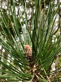 Close-up of pine cone on tree